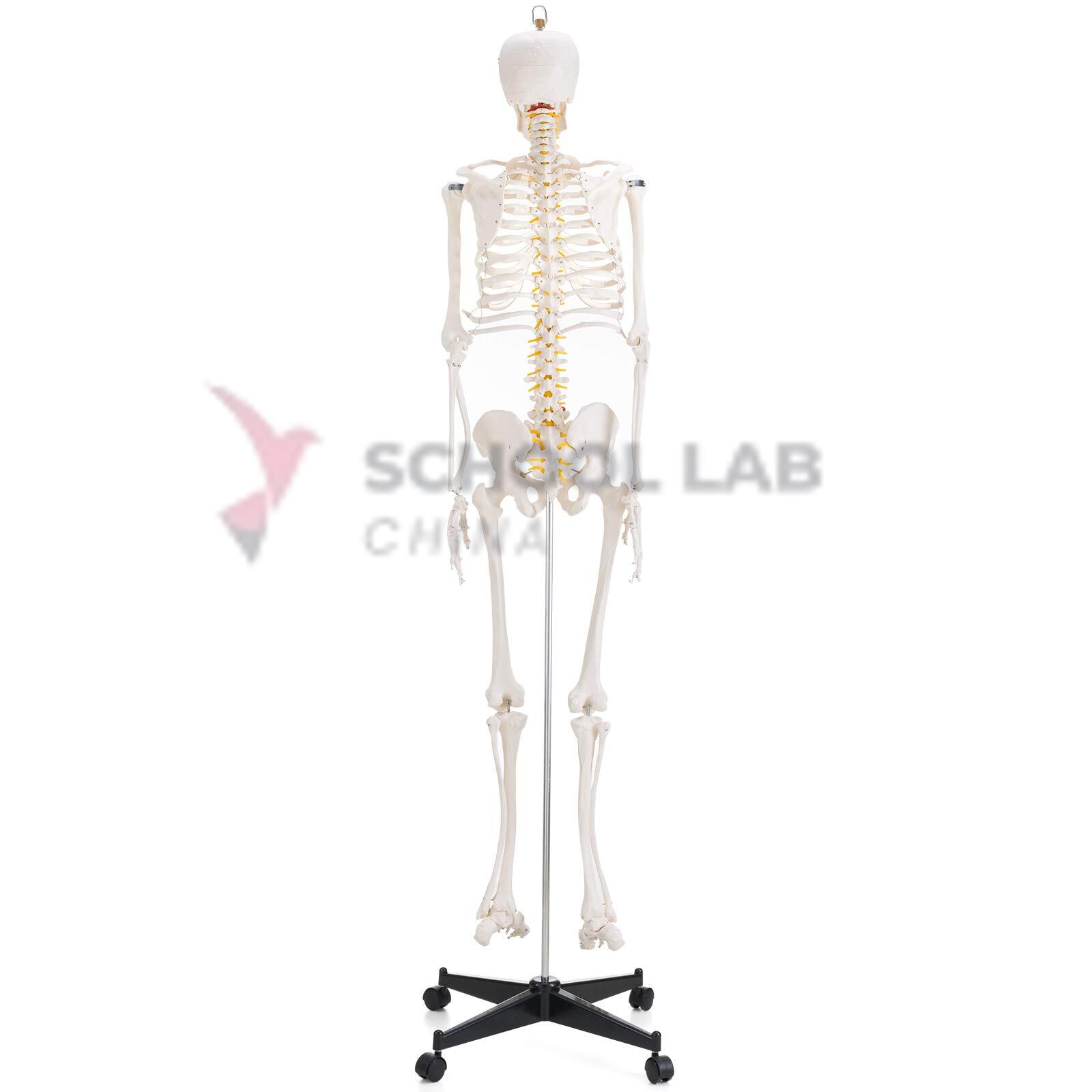 Half Size Skeleton